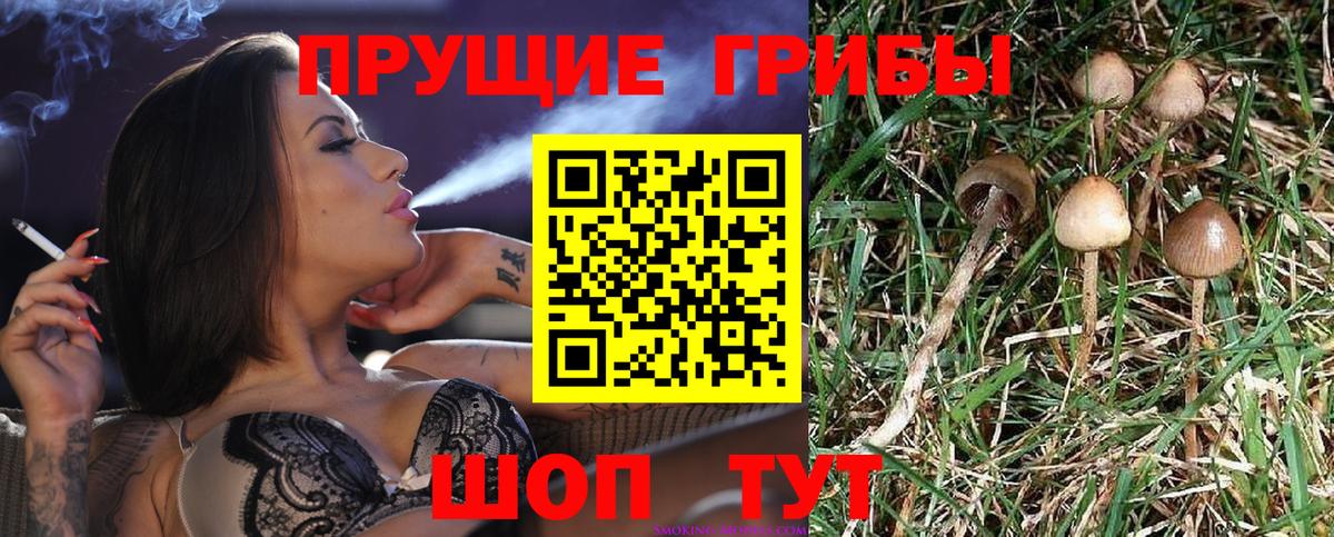 купить  цена  Вход с VPN  Советский  Псилоцибиновые грибы мицелий  Галлюциногенные грибы MAGIC MUSHROOMS 